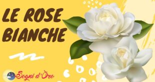 Le rose bianche Le rose bianche